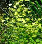 Сердечник лировидный или Сердечник японский (Cardamine lyrata)