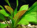 Эхинодорус мелкоцветный (Echinodorus parviflorus)