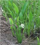 Стрелолист злаковый (Sagittaria graminea)