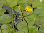 Пузырчатка обыкновенная (Utricularia vulgaris)