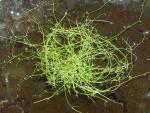 Пузырчатка горбатая (Utricularia gibba)