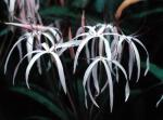 Кринум пурпурный (Crinum purpurascens)