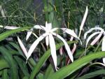 Кринум пурпурный (Crinum purpurascens)