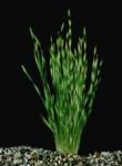 Валлиснерия крученолистная (Vallisneria spiralis f. tortifolia)