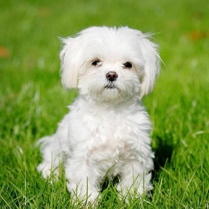 Описание гипоаллергенных пород