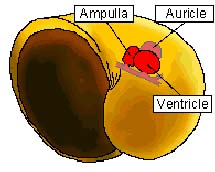 Где расположено сердце ампуллярии