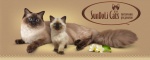 Питомник кошек породы рэгдолл SunDoLi_Cats Казань лого