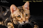 Питомник бенгальских кошек "Big Marshal" Казань лого