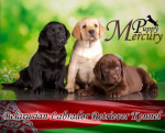 Mercury Puppy питомник лабрадоров Казань лого