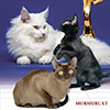 Murmurcat - питомник кошек Бурма и Мейн-кун Казань лого