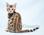 Питомник GREENCITY Киров лого