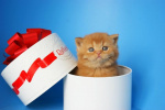 Питомник британских кошек Казань лого