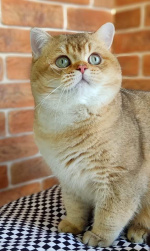 GOLDEN KNOPKA’S -питомник британских кошек золотых и колор-пойнтовых окрасов. Казань лого