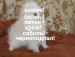 питомник собак " МОЯ ЛЮБИМАЯ МАЛЫШКА" Казань лого