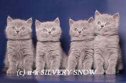 Питомник британских кошек Silvery Snow 