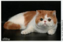 Питомник персидских и экзотических кошек IRLINS 