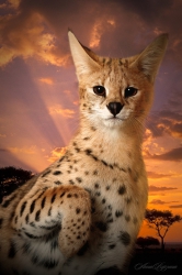 Питомник леопардовых кошек Savannah Golden Star 