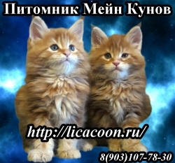 Питомник кошек породы мейн-кун "LICACOON" 