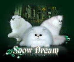 питомник SNOW DREAM Москва 