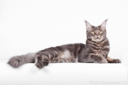 Питомник кошек породы мейн-кун King Size 