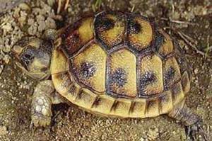 Сухопутная черепаха - Testudo graeca