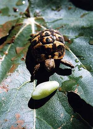 Сухопутная черепаха - Testudo hermanni