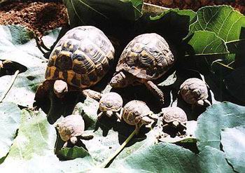 Сухопутная черепаха - Testudo hermanni