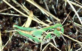 Саранча - Locusta migratoria