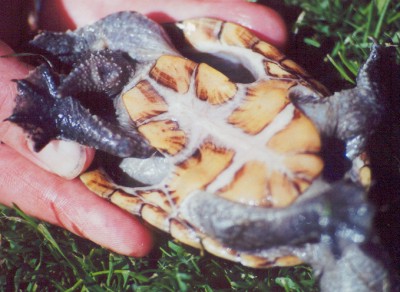 Болотная черепаха Sternotherus odoratus