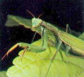 Богомол - Mantis religiosa