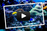 http://www.aqualogic.su/aquarium-decoration.html