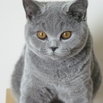 Питомник британских кошек Silvery Snow Казань: британские голубой котик