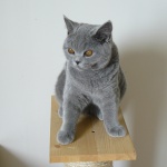 Питомник британских кошек Silvery Snow Казань: британский голубой котик