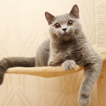 Питомник британских кошек Silvery Snow Казань: голубая британская кошечка