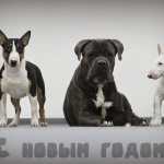 Питомник кане корсо "Dono Providenza" Костюковичи: Лучана Миглиори