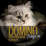 Питомник персидских кошек - Dominomagic Казань: 