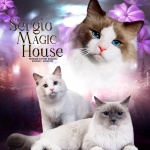 SergioMagicHouse Ragdoll Premium Cattery Казань: 