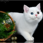 Питомник шотландских кошек Котик Лексус Казань: Шотландский белый разноглазый кот