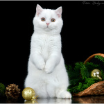 Питомник шотландских кошек Котик Лексус Казань: Белый шотландский котенок купить