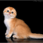 Питомник шотландских кошек Котик Лексус Казань: Шотландская вислоухая кошка продается