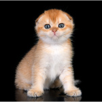 Питомник шотландских кошек Котик Лексус Казань: Шотландская вислоухая кошка продажа 79857735080 Дарья