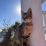 Питомник шотландских кошек Котик Лексус Казань: Чаузи котенок котик продажа 79857735080 Дарья звоните и бронируйте