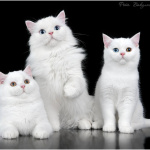 Питомник шотландских кошек Котик Лексус Казань: Шотландские белые котята