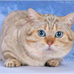 Питомник шотландских кошек Котик Лексус Казань: Манчкин кот на вязку в Геленджике