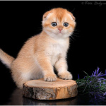 Питомник шотландских кошек Котик Лексус Казань: Шотландская вислоухая кошка продается